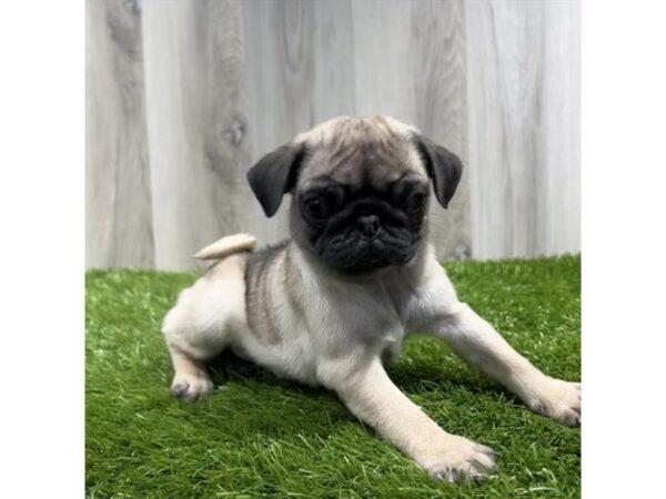 Pug Dog Female Fawn 9213 Petland Athens, OH