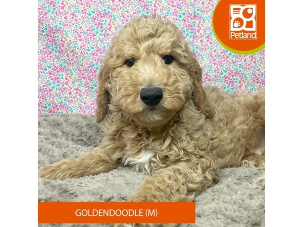 Goldendoodle-Dog-Male-Golden-9173-Petland Athens, OH