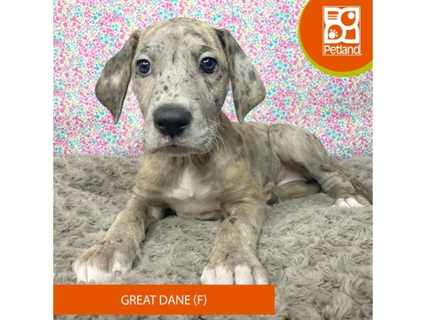 Great Dane DOG Female Merle 9174 Petland Athens, OH