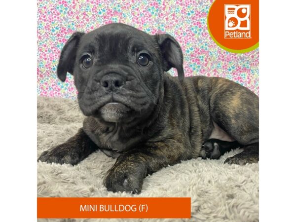 Mini Bull Dog-DOG-Female-Black Brindle-9176-Petland Athens, OH