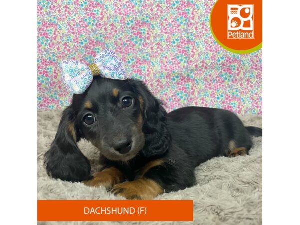 Dachshund Dog Female Black / Tan 9177 Petland Athens, OH