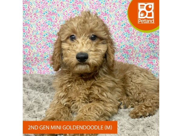 Goldendoodle Mini 2nd Gen DOG Male Golden 9181 Petland Athens, OH