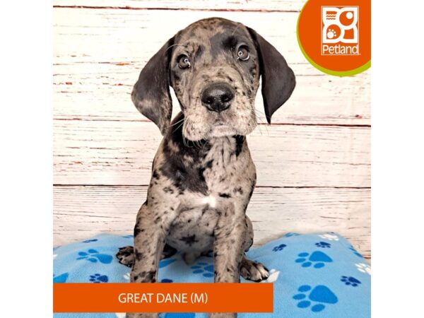 Great Dane DOG Male Blue Merle 9236 Petland Athens, OH