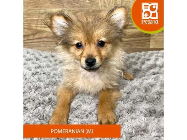 Pomeranian-Dog-Male-Red Sable-9189-Petland Athens, OH