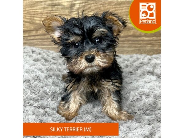 Silky Terrier DOG Male Black / Tan 9190 Petland Athens, OH