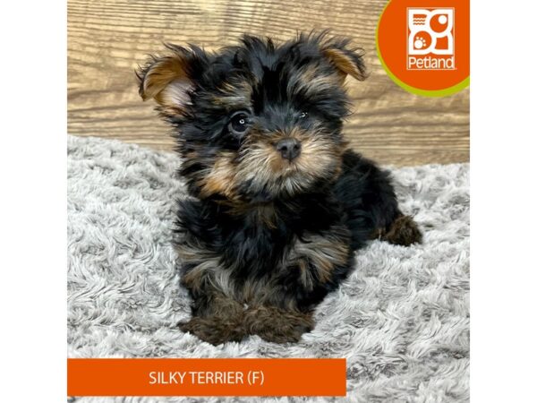 Silky Terrier-DOG-Female-Black / Tan-9191-Petland Athens, OH