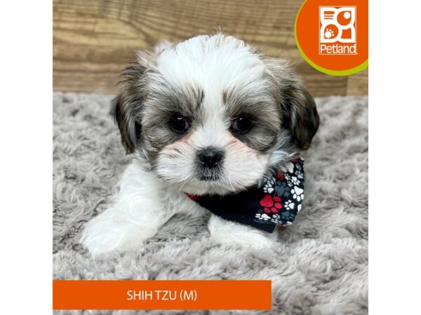 Shih Tzu-DOG-Male-Brown / White-9196-Petland Athens, OH