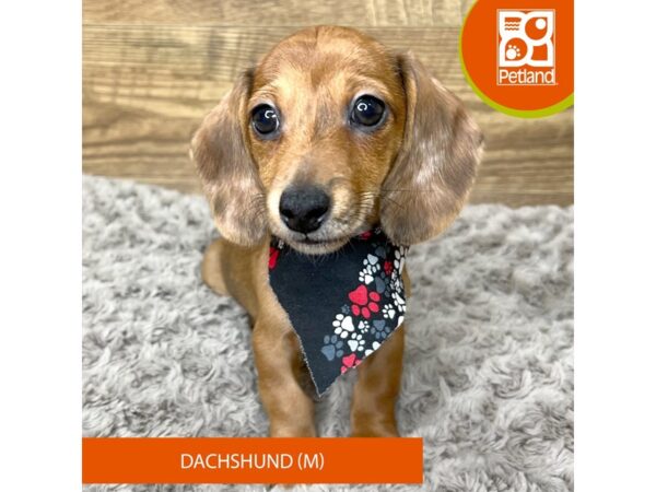 Dachshund DOG Male Red 9201 Petland Athens, OH