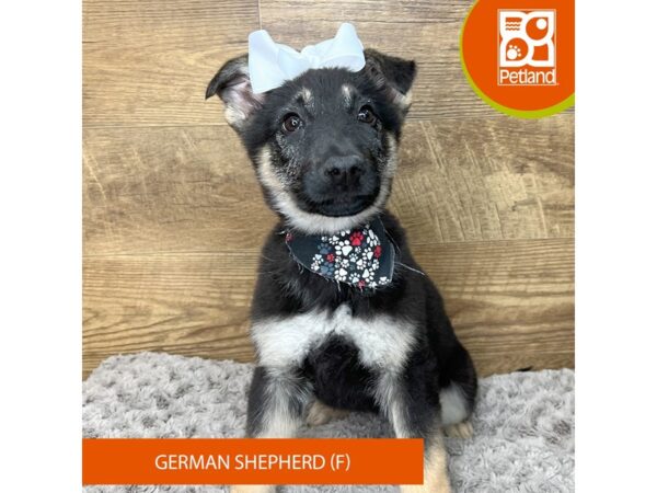 German Shepherd Dog-DOG-Female-Black / Tan-9202-Petland Athens, OH