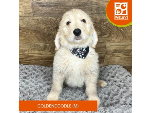 Goldendoodle DOG Male Golden 9192 Petland Athens, OH