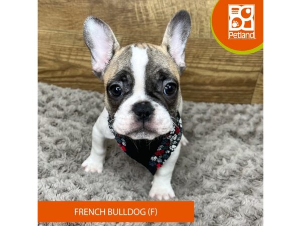 French Bulldog DOG Female Fawn 9187 Petland Athens, OH