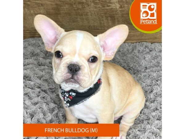 French Bulldog DOG Male Cream 9186 Petland Athens, OH