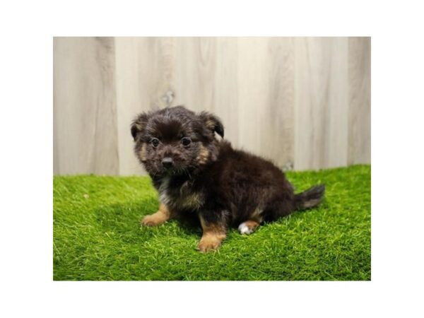 Chihuahua DOG Male Black / Tan 9203 Petland Athens, OH