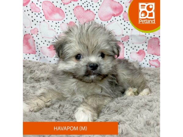 HavaPom-Dog-Male-Sable-9211-Petland Athens, OH