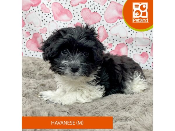 Havanese-Dog-Male-Black / White-9210-Petland Athens, OH