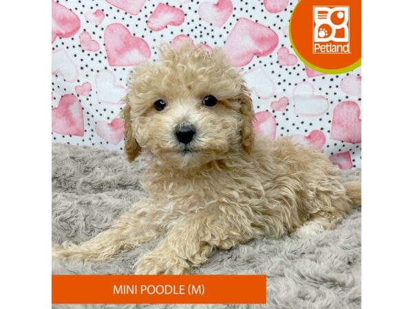 Poodle Mini-Dog-Male-Apricot-9209-Petland Athens, OH