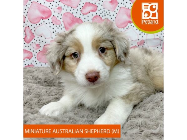 Miniature Australian Shepherd-DOG-Male-Red Merle-9208-Petland Athens, OH