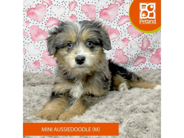 Aussiedoodle Mini-Dog-Male-Blue Merle-9206-Petland Athens, OH