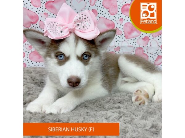 Siberian Husky-DOG-Female-Red / White-9205-Petland Athens, OH