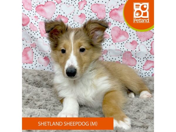 Shetland Sheepdog-DOG-Male-Sable / White-9204-Petland Athens, OH