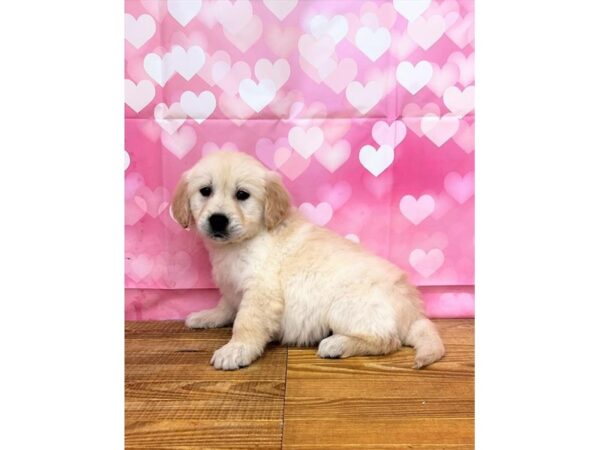 Golden Retriever Dog Female Light Golden 9216 Petland Athens, OH