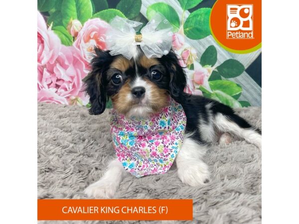 Cavalier King Charles Spaniel-Dog-Female-Tri-Colored-9220-Petland Athens, OH