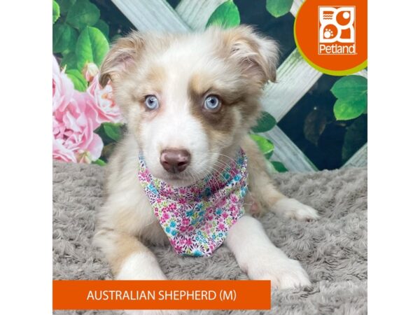 Australian Shepherd DOG Male Red Merle 9218 Petland Athens, OH