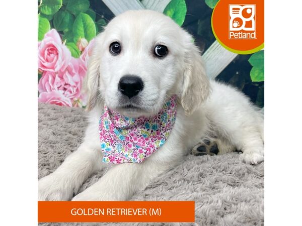 Golden Retriever-DOG-Male-Light Golden-9217-Petland Athens, OH