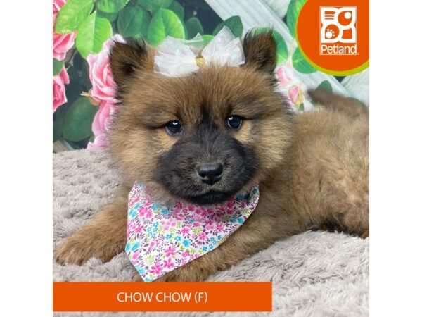 Chow Chow Dog Female Cinnamon 9215 Petland Athens, OH