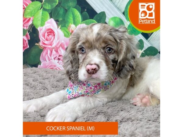 Cocker Spaniel Dog Male Red 9212 Petland Athens, OH