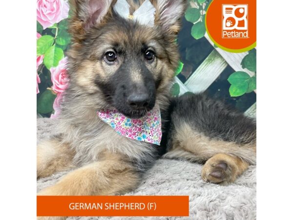 German Shepherd Dog-DOG-Female-Black / Tan-9214-Petland Athens, OH