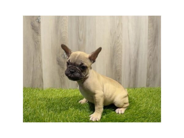 French Bulldog Dog Male Fawn 9223 Petland Athens, OH