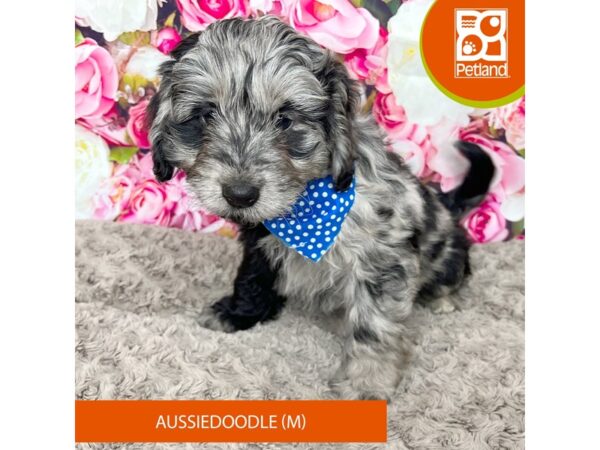 Aussiedoodle DOG Male Blue Merle 9235 Petland Athens, OH