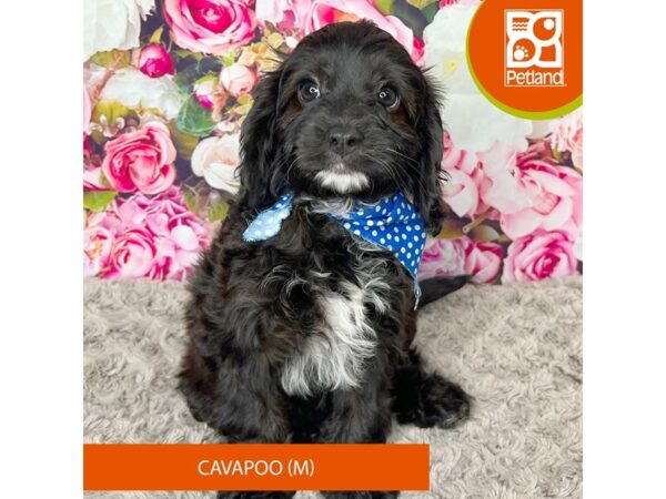 Cavapoo Dog Male Sable / White 9234 Petland Athens, OH