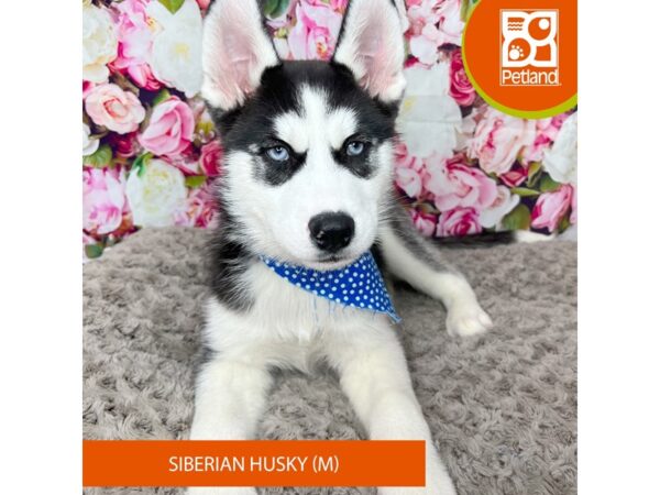 Siberian Husky Dog Male Black / White 9232 Petland Athens, OH