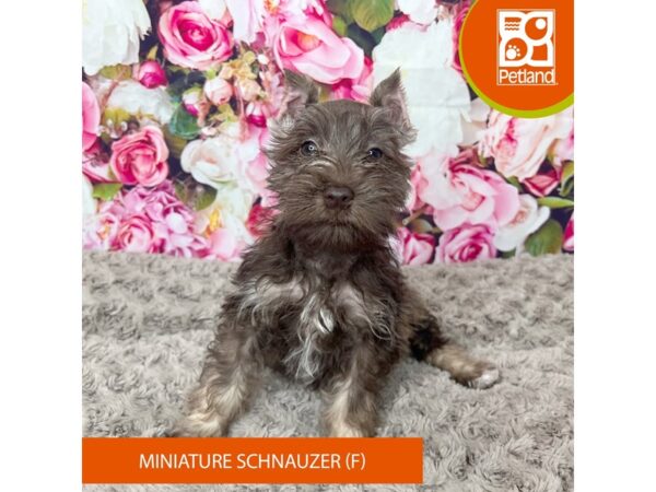 Miniature Schnauzer-Dog-Female-Liver Pepper-9230-Petland Athens, OH