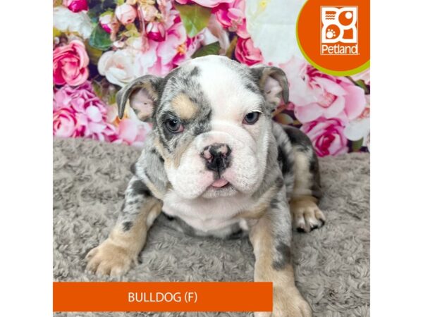 Bulldog DOG Female Blue Merle 9228 Petland Athens, OH