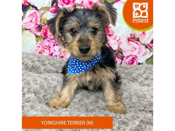 Yorkshire Terrier-DOG-Male-Black / Tan-9225-Petland Athens, OH