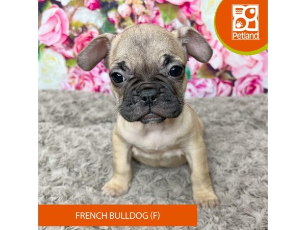 French Bulldog-Dog-Female-Fawn-9222-Petland Athens, OH