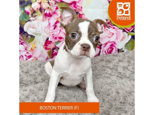 Boston Terrier Dog Female White / Seal 9227 Petland Athens, OH