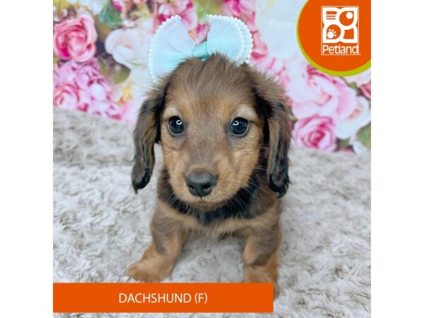 Dachshund-Dog-Female-Wild Boar-9229-Petland Athens, OH