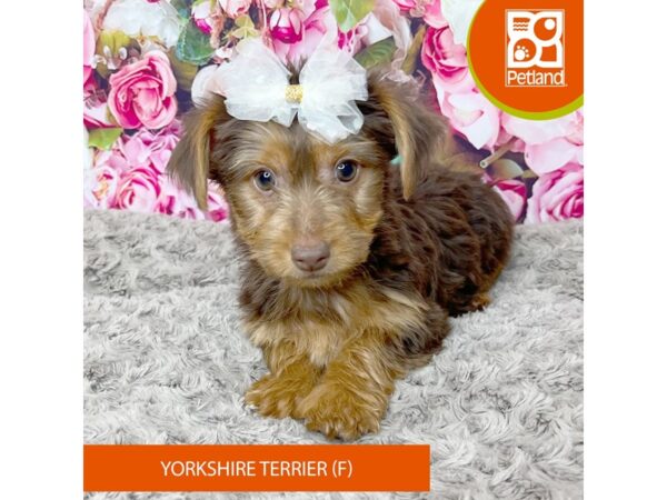 Yorkshire Terrier Dog Female Chocolate 9224 Petland Athens, OH