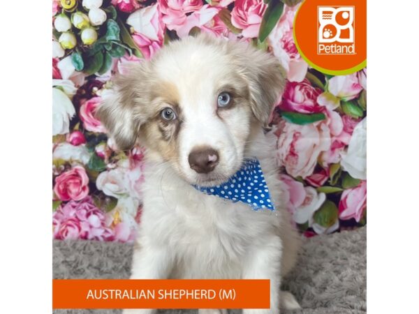 Australian Shepherd DOG Male Red Merle 9226 Petland Athens, OH