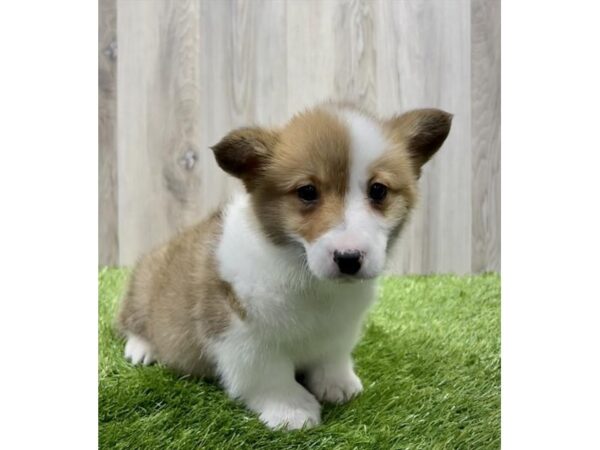 Pembroke Welsh Corgi Dog Male Red / White 9241 Petland Athens, OH