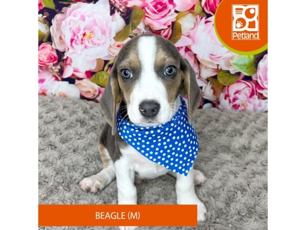 Beagle Dog Male Blue White / Tan 9238 Petland Athens, OH