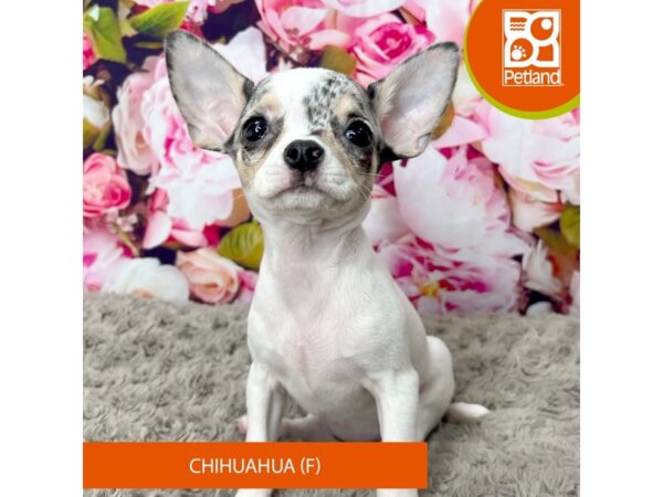 Chihuahua Dog Female Blue Merle 9239 Petland Athens, OH