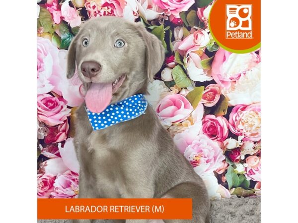 Labrador Retriever-Dog-Male-Silver-9240-Petland Athens, OH