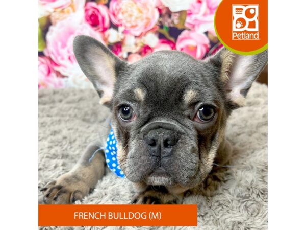 French Bulldog-Dog-Male-Blue / Tan-9248-Petland Athens, OH