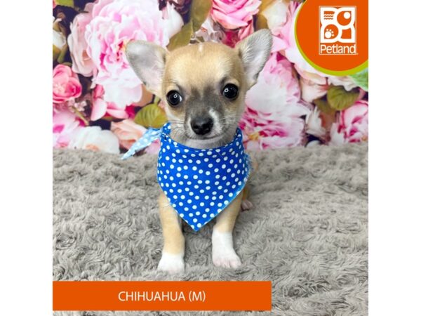 Chihuahua Dog Male Fawn 9246 Petland Athens, OH