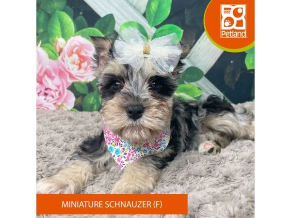 Miniature Schnauzer Dog Female Blue Merle 9221 Petland Athens, OH